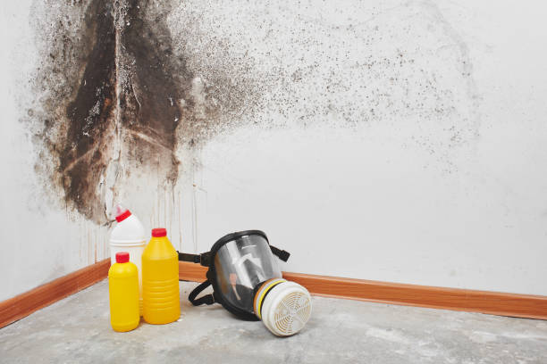 Best Residential Mold Remediation in Brooklawn, NJ